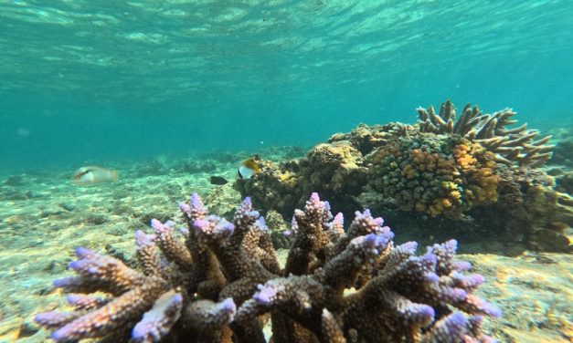 Of Coral Reefs and Climate Change – How Carbonate Factories and Currents Shape Lakshadweep’s Future