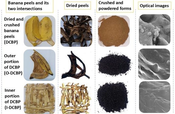 Kitchen Scraps Can Be the Future of Sustainable Agriculture
