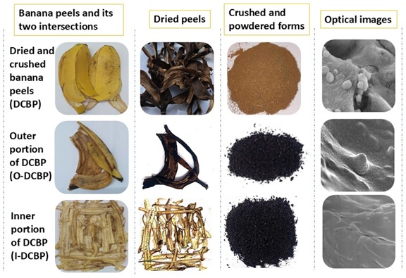 Kitchen Scraps Can Be the Future of Sustainable Agriculture