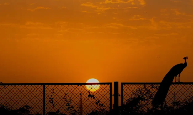 From Papua New Guinea to India: The Journey of an International Student