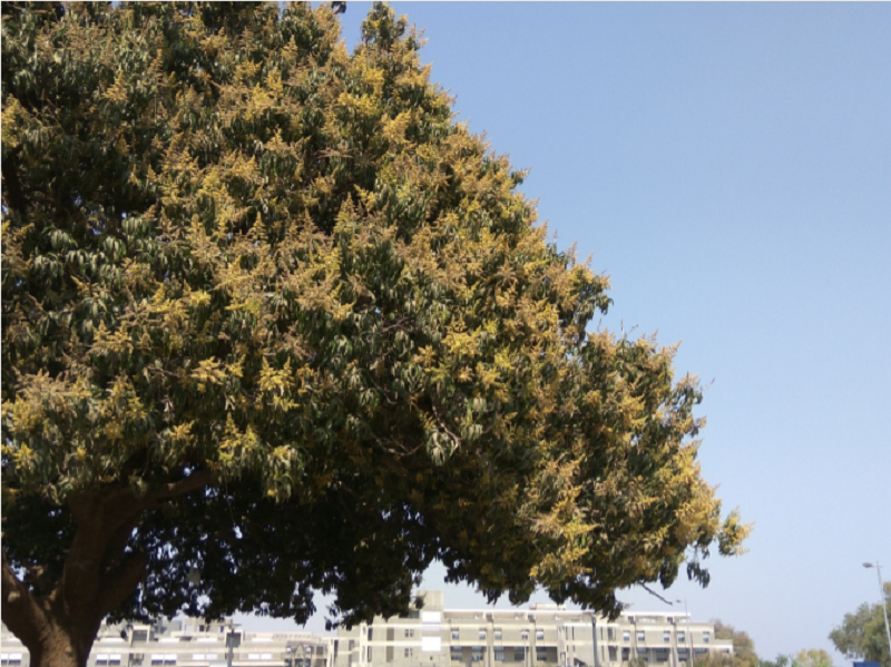 Campus Feature – The Mango Trees
