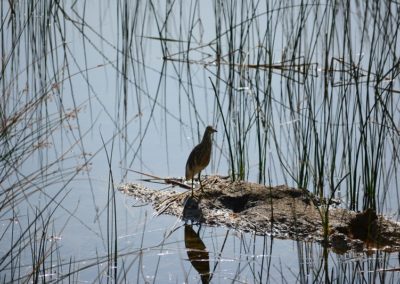 Pond Heron