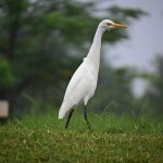 Celebrated National Wildlife Week at IIT Gandhinagar