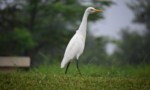 Celebrated National Wildlife Week at IIT Gandhinagar