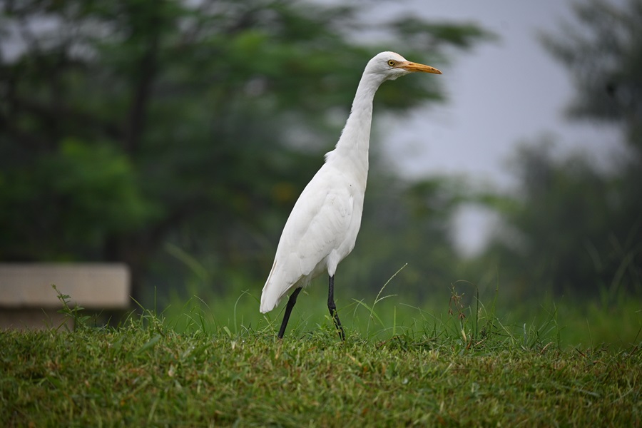 Celebrated National Wildlife Week at IIT Gandhinagar