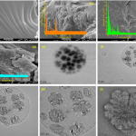 IIT Gandhinagar Researchers Develop Advanced Hydrogel to Detect, Capture and Reuse Rare Earth Metals