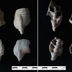 Shell Chronicles of Ancient Kachchh – Archaeological clues reveal human habitation predating Harappan civilisation