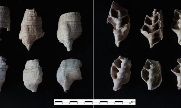 Shell Chronicles of Ancient Kachchh – Archaeological clues reveal human habitation predating Harappan civilisation