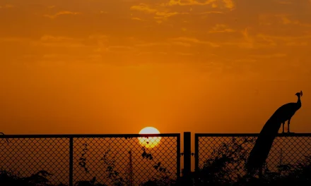 From Papua New Guinea to India: The Journey of an International Student