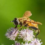 The Need for Region-Responsive Conservation Planning over Universal Frameworks