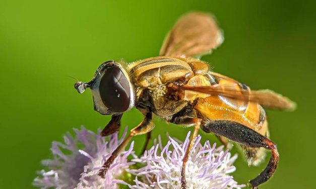 The Need for Region-Responsive Conservation Planning over Universal Frameworks