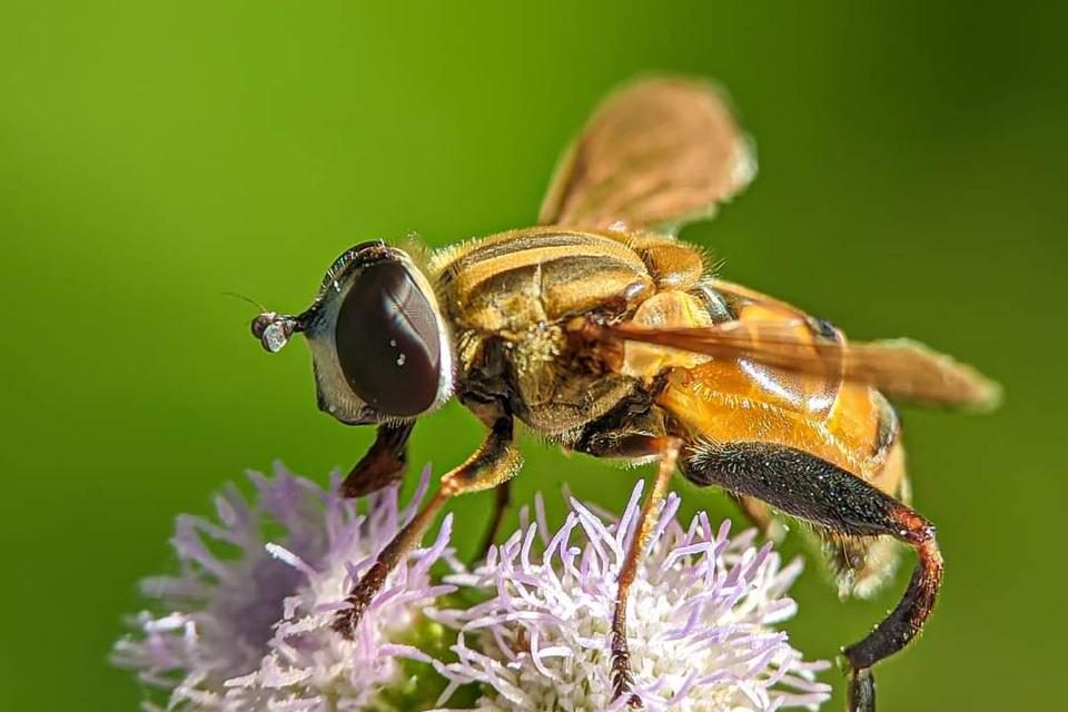 The Need for Region-Responsive Conservation Planning over Universal Frameworks