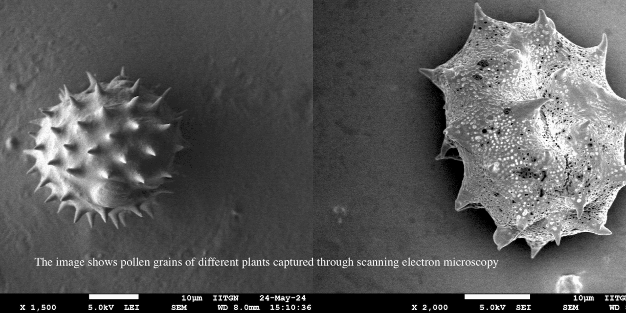 Decoding Nature’s Fingerprint: Exploring Electron Microscopy and AI as Key Players for Identifying Pollen Grains