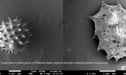 Decoding Nature’s Fingerprint: Exploring Electron Microscopy and AI as Key Players for Identifying Pollen Grains
