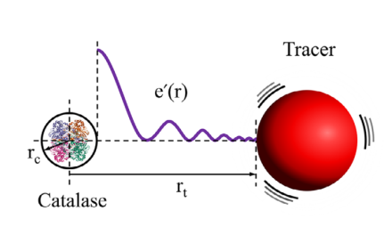 IITGN Researchers Propose a New Model of Enzymatic Behaviour that could Transform the Future of Biomedicine