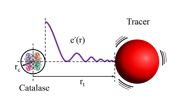 IITGN Researchers Propose a New Model of Enzymatic Behaviour that could Transform the Future of Biomedicine